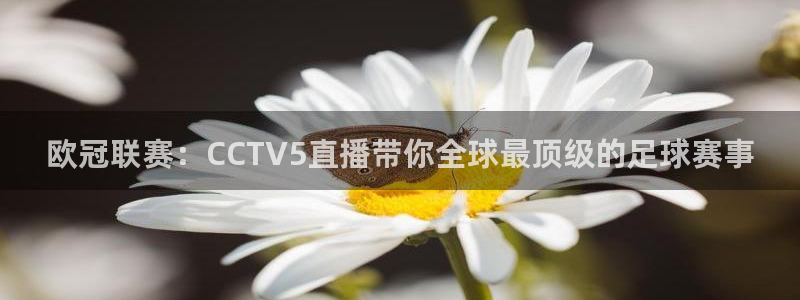 dqiuvip斗球直播：欧冠联赛：CCTV5直播带你全球最顶级的足球赛事
